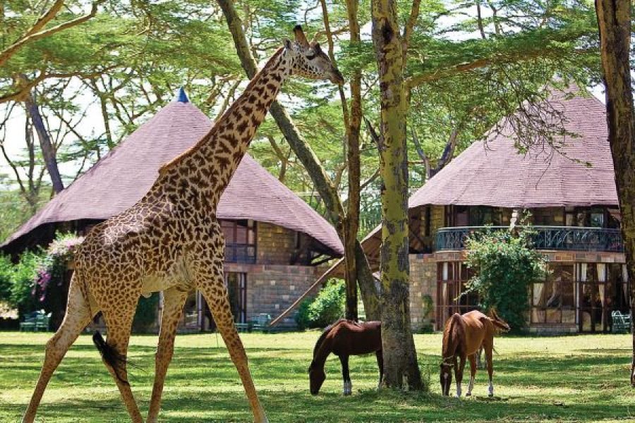 CREDIT: LAKE NAIVSHA SOPA RESORT